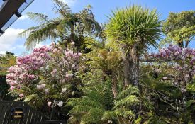 Les's Cabbage Tree, and Jean's Magnolia